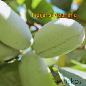 asimina triloba