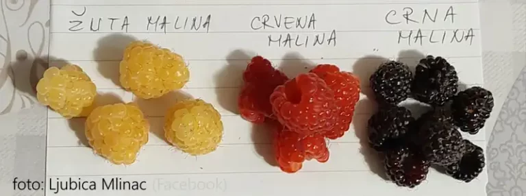 maline crvena zlatna crna