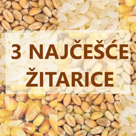 3 najčešće žitarice
