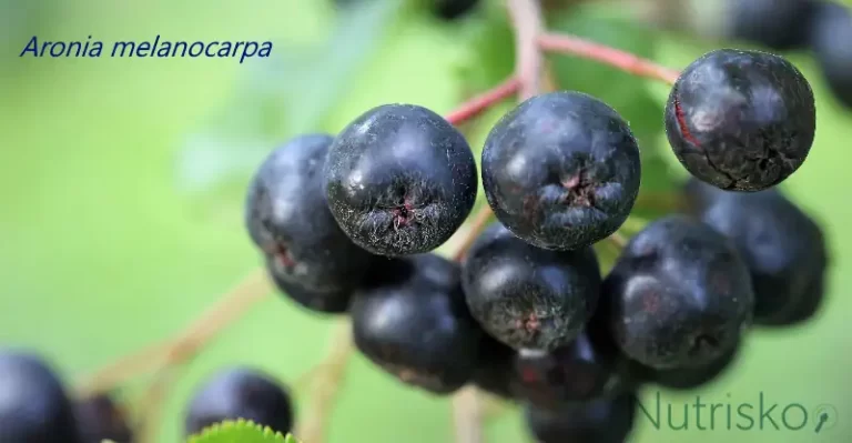 aronija aronia melanocarpa