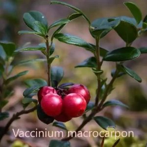 brusnica biljka Vaccinium macrocarpon