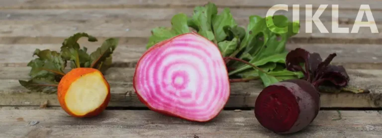 vrste Beta Vulgaris Choggia boje