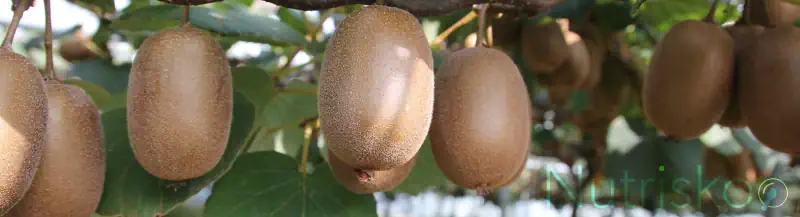 kivika