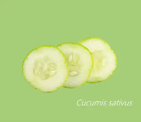 voda s krastavcima šnite