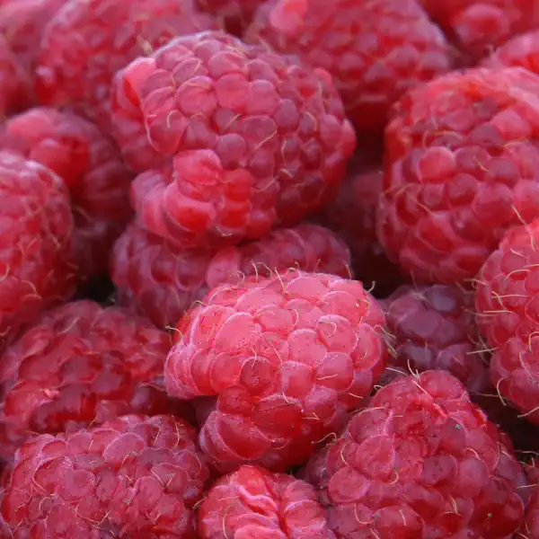 maline