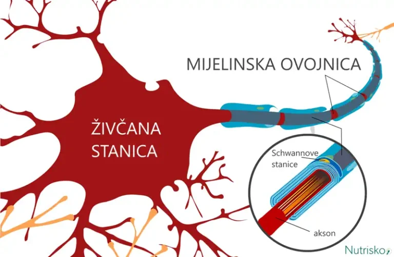 vitamin B12 mijelin neuron