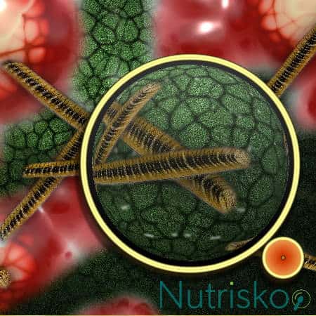 mikrobiota bakterije