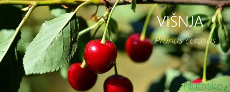 višnja Prunus cerasus